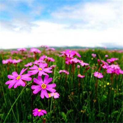 米乐app下载官网